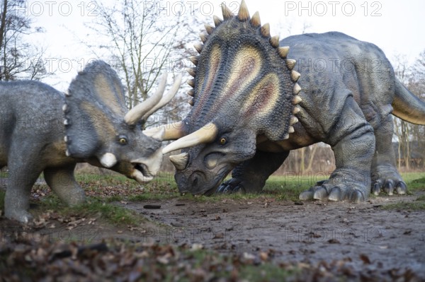 LUBIN, POLAND - DECEMBER 31, 2023 - Realistic model of dinosaur triceratops in Park Wroclawski. Park is well known tourist attraction for children in this region of Poland