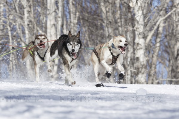 PETROPAVLOVSK-KAMCHATSKY, KAMCHATKA PENINSULA, RUSSIA, FEBRUARY 23, 2017: Runs dog sled Alaskan husky musher Krivogornitsyna Kristina. Kamchatka Kids Competitions Sled Dog Race Dyulin (Beringia)