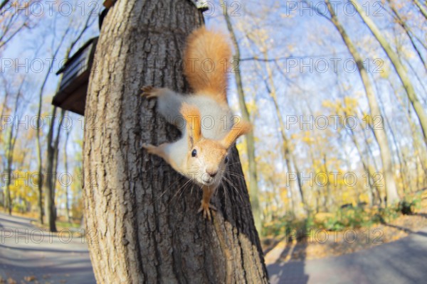 Squirrel on a tree in a natural habitat
