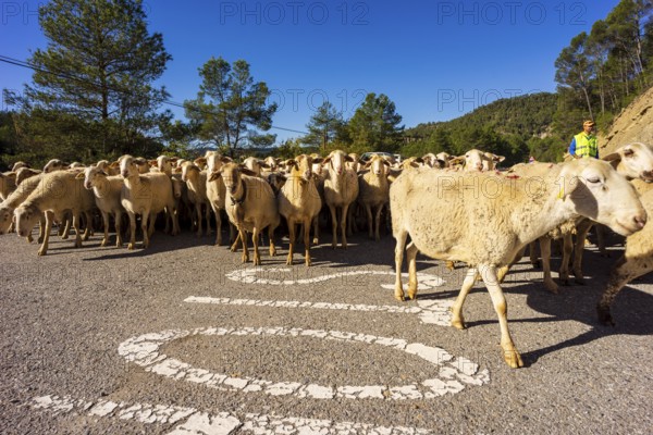 Sheep flock in transhumance on a road, Puerto del Serrablo, Huesca province, Spain