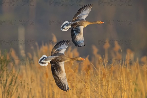 Greylag goose, Anser Anser, flight photo, side view, two birds, Wagbachniederung, Baden-W¸rttemberg, Germany