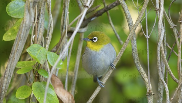 Cape white-eye (Zosterops virens), Garden Route National Park, Wilderness Section, Wilderness, Western Cape, South Africa