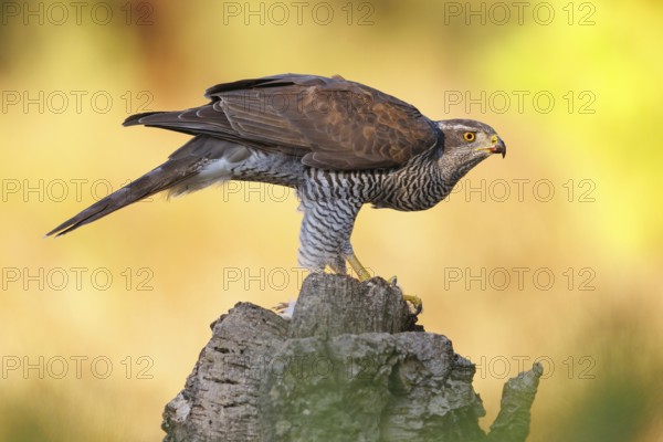 Northern northern goshawk (Accipiter gentilis), Autour des palombes, Hides De Calera / Goshawk Hide, Calera Y Chozas, Castilla La Mancha / Toledo, Spain
