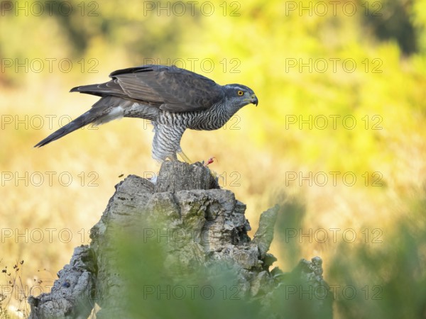 Northern northern goshawk (Accipiter gentilis), Autour des palombes, Hides De Calera / Goshawk Hide, Calera Y Chozas, Castilla La Mancha / Toledo, Spain