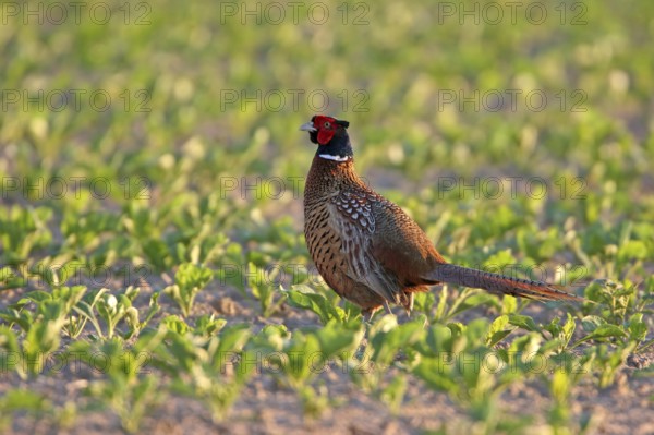 Pheasant (Phasianus colchicus), Faisan de Colchide, Faisan de chasse, Faisán Vulgar, Bad Dürkheim County, Tiszaalpár, Kiskunsági National Park, Bács-Kiskun, Hungary