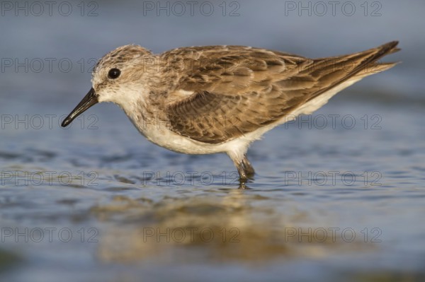 Little stint (Calidris minuta), Bécasseau minute, Correlimos Menudo, Kalloni Salt Pans, Lesvos, Greece