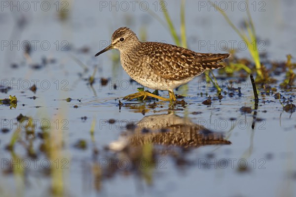 Wood sandpiper (Tringa glareola), Chevalier sylvain, Andarríos Bastardo, Raysut, Salalah, Sohar, Oman