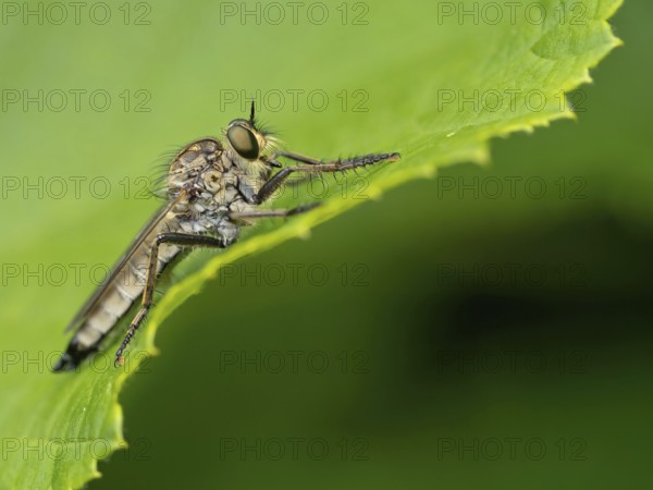 Barbarossa fly, (Eutolmus rufibarbis), predatory fly, insect, insects, close-up, Black Forest, Feldberg region, Baden-Württemberg, Federal Republic of Germany