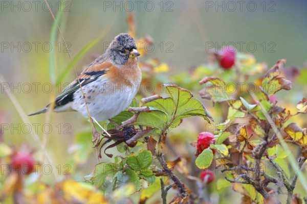 Brambling (Fringilla montifringilla), spring, foraging, Battenberg, Heligoland, Rhineland-Palatinate, Federal Republic of Germany