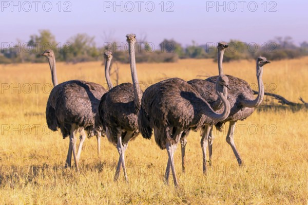 Struthio camelus, Ostrich, Botswana, Africa, Wildlife
