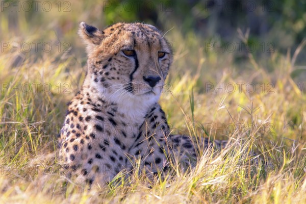 Africa, Botswana, cheetah, Acinonyx jubatus, Botswana, Botswana