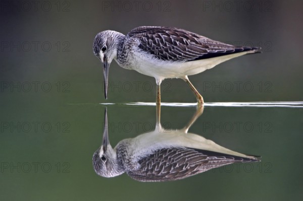 Common greenshank (Tringa nebularia) Chevalier aboyeur, Archibebe Claro, Offstein sewage ponds, Rhineland-Palatinate, Germany
