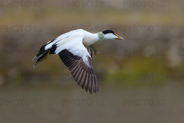 Common eider (Somateria mollissima), duck, drake, flight photo, Longyearbyen, Svalbard Spitsbergen, Norway