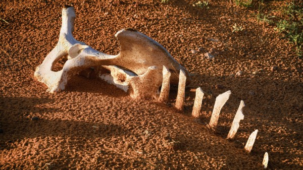 Camel bone, skeleton, skeleton, desert, animal, animals, mammal, mammals, dead, death, Saudi Arabia, Middle East, Middle East