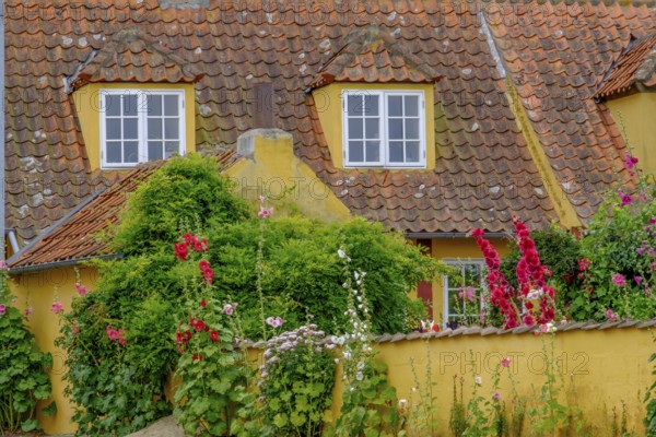 House with yellow facade and roof next to blooming flowers in the garden, svaneke, bornholm, baltic sea, denmark, scandinavia