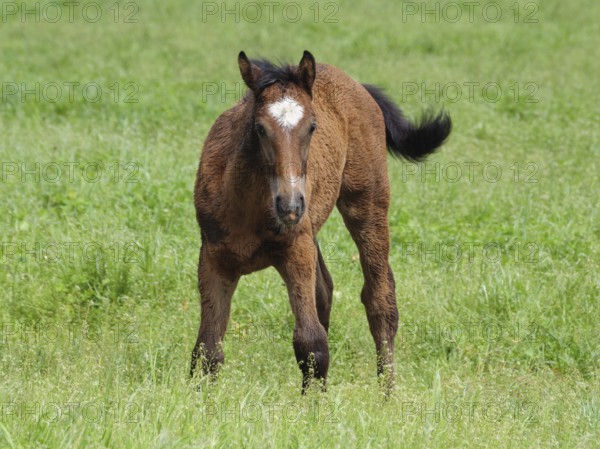 A brown foal stands on a green meadow and looks forward, beautiful horses on a paddock with green grass in Münsterland, equus, Borken, Germany
