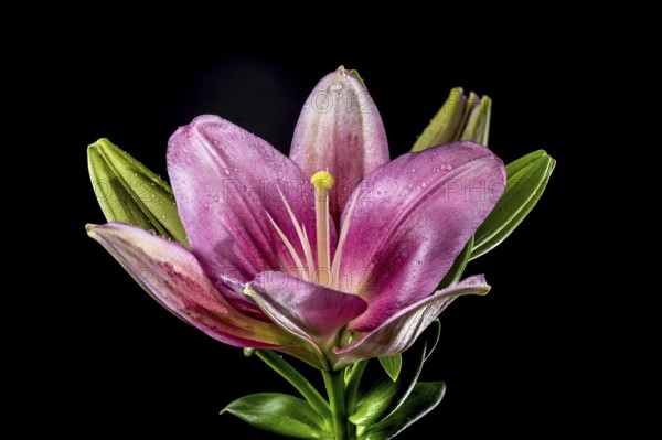 Beautiful Blooming pink lily flower isolated on a black background. Flower head close-up, Odessa, Ukraine