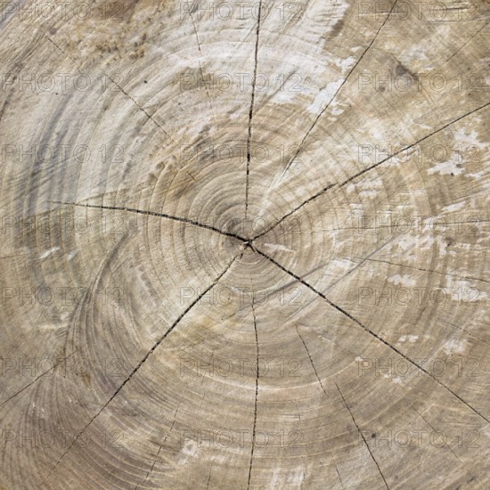 Close up of cut tree trunk