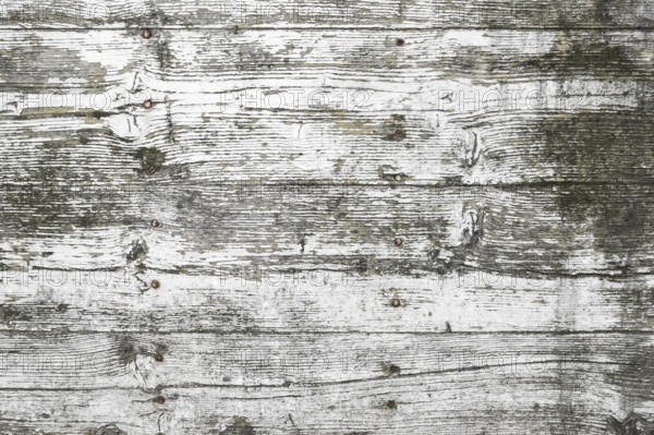 White wood texture, with traces of peeling and mold. Ideal for textures, backgrounds and concepts