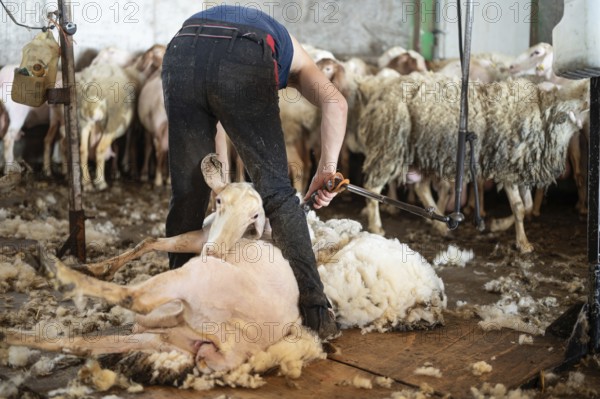 Sheep wool shearing by farmer. Shearing the wool from sheep