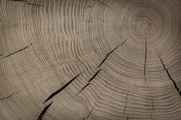 Oak Texture On Cross Section