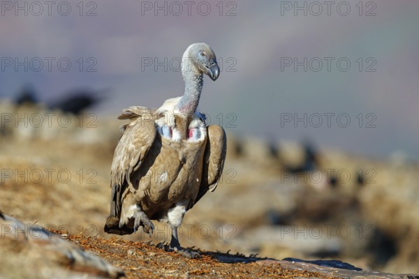 Cape Vulture, also cape griffon (Gyps coprotheres), Giant's Castle Hide, KwaZulu-Natal, South Africa