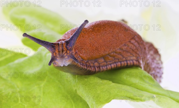 A nudibranch crawls on a lettuce leaf Austria