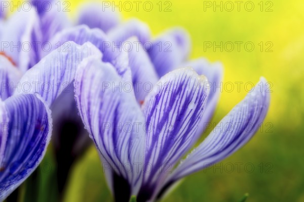 Beautiful springflower crocus in the garden