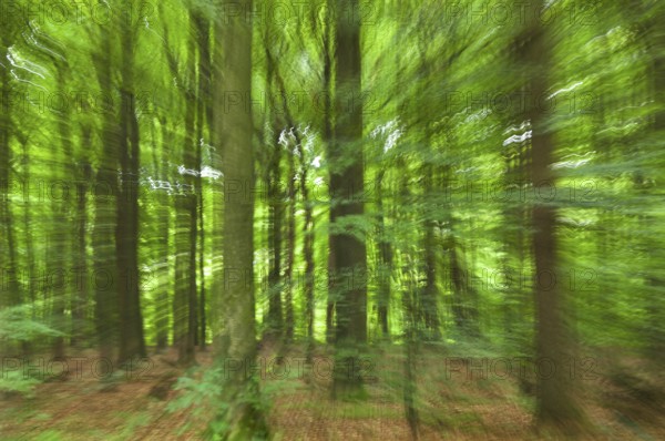 Forest impressions in motion