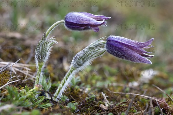 Pasque flower, Pulsatilla vulgaris, Pasque flower