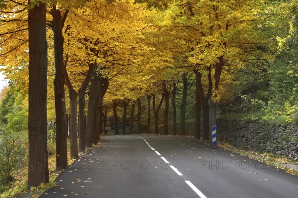 Highway, passing between autumn trees with yellow leaves
