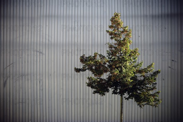 An ornamental tree in front of a striking façade made of chequer plate or metal strips