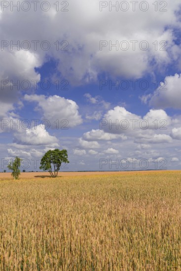 Summer in Poland
