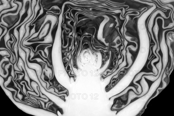 Exhibition 2010 what do you eat cabbage