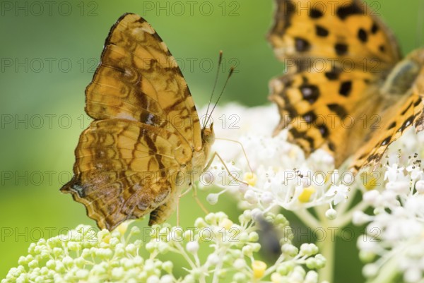 Brush-footed butterfly (Symbrenthia lilaea formosanus, Nymphalide), Taiwan, East Asia