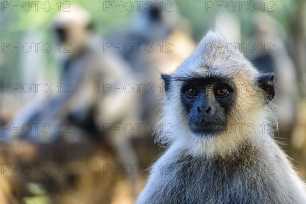 Langurs