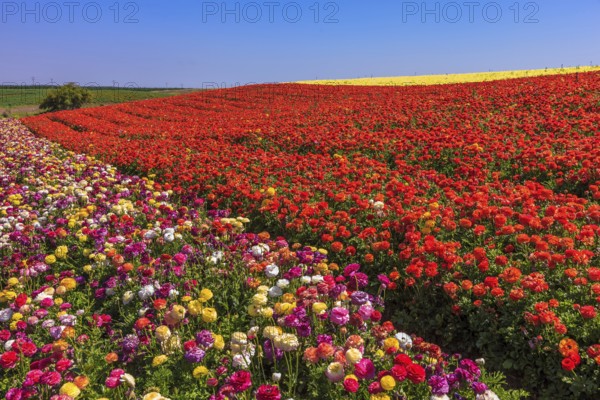 Warm spring day. Bright festive red blooming field of buttercups