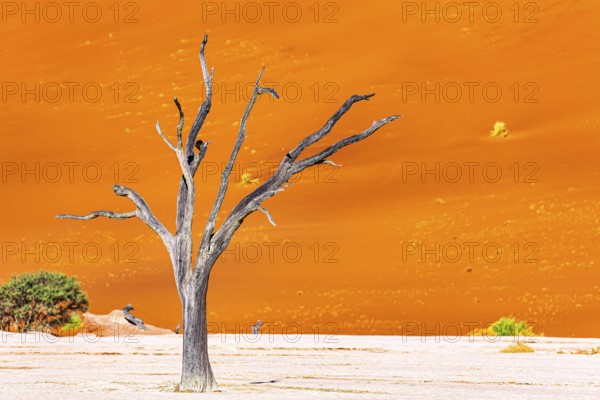 The Namib Naukluft Park. Africa. The skeletons of dead trees. Namibia. Huge scenic red and orange sand dunes. Hot sunny morning in the Namib desert. Sossusflei is a clay plateau