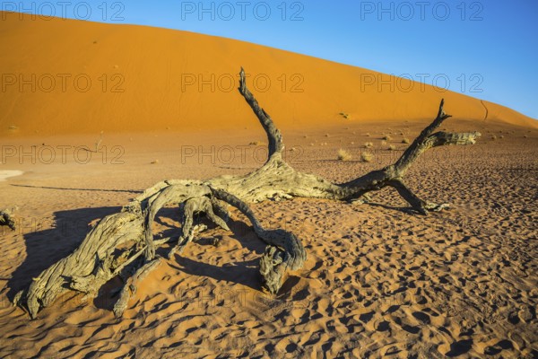 The bottom of dried lake Deadvlei, with dry trees. Ecotourism in Namib-Naukluft National Park, Namibia. Evening