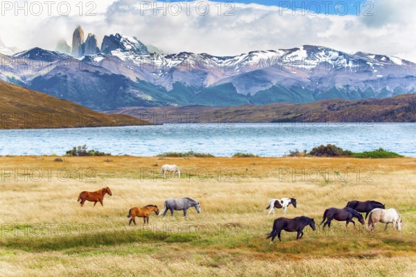 Herd of wild horses graze on the yellow grass. Lagoon Azul is mountain lake near three rocks - torres. The mountain range is covered with eternal snow. The Torres del Paine park in Chile