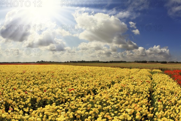 The spring sun shines brightly gorgeous flowers. Picturesque field of beautiful yellow buttercups ranunculus