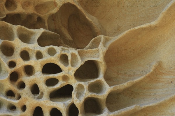 Detail of a rock at Bondi Beach