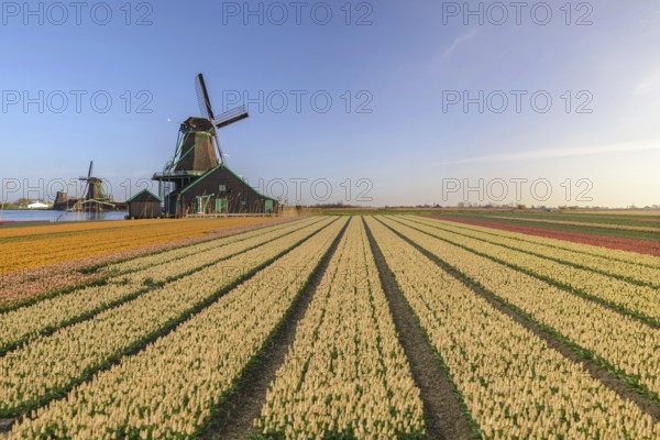Amsterdam Netherlands, Dutch Windmill and traditional house at Zaanse Schans Village with tulip field