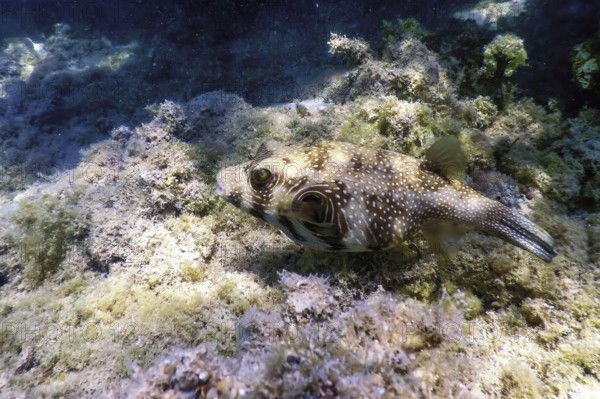 White-spotted puffer Underwater (Arothron hispidus) Marine life