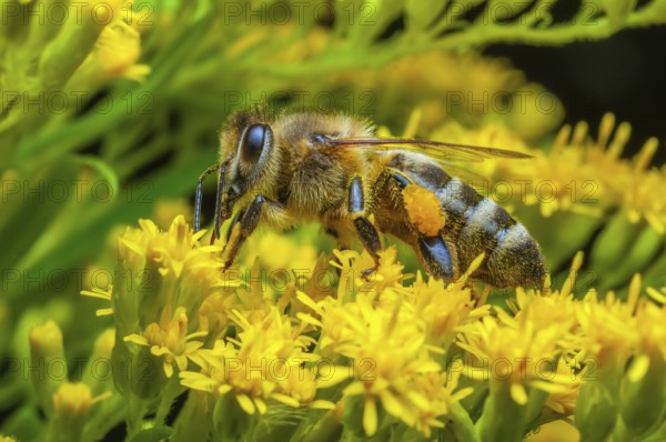 Honey bee (Apis mellifera) on a flower with pollen pellets attached to the hairs. Bas-Rhin, Collectivite europeenne d'Alsace, Grand Est, France