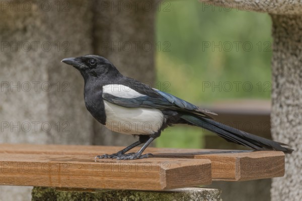 Eurasian Magpie (Pica pica) searching for leftover food left on a highway rest area. France