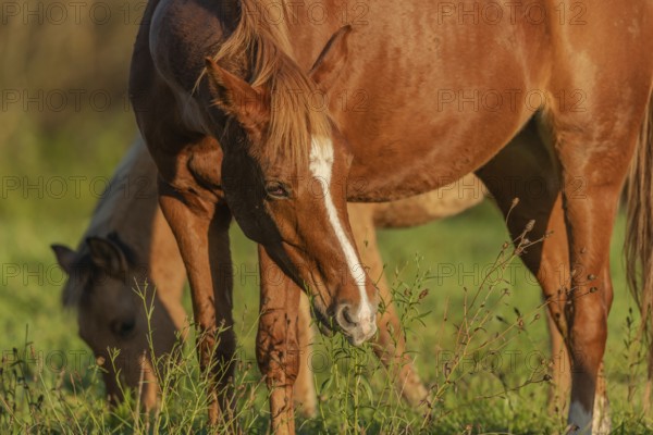 Horse portrait in a pasture in autumn. Alsace, France