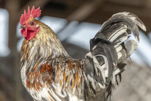 Rooster in a farmyard. Educational Farm, rhinau, alsace, france
