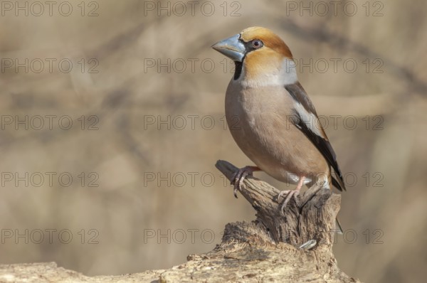 Hawfinch (Coccothraustes coccothraustes) resting on a branch in the forest in winter. Alsace, France