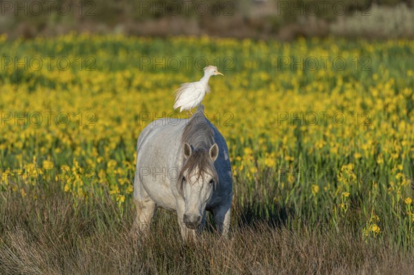 Camargue horse and cattle egret (Bubulcus ibis) in symbiosis in a marsh blooming with yellow irises. Saintes Maries de la Mer, Parc naturel regional de Camargue, Arles, Bouches du Rhone, Provence Alpes Cote d'Azur, France